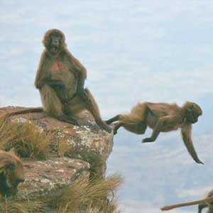Things to do in Ethiopia