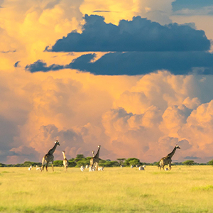 Best time to visit Botswana