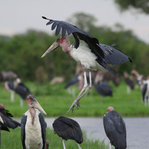 Botswana wildlife