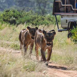 Things to do in Kenya