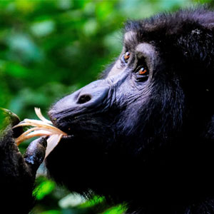 Combining gorillas with an African safari