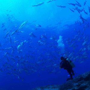 Marine conservation travel guide