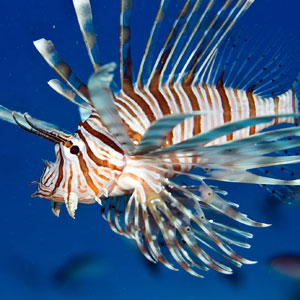 Lionfish spearing marine conservation