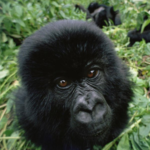 Wildlife travel guide