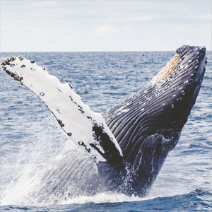 Best time to go on a wildlife holiday