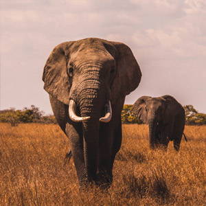 Responsible wildlife holidays