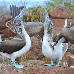 Guidelines for wildlife watching