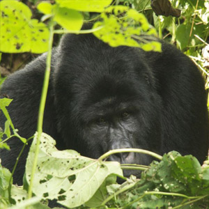 Top 10 wildlife experiences