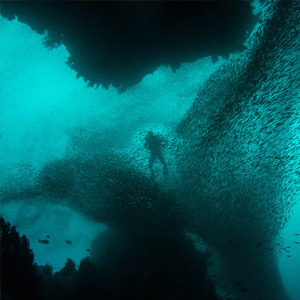 Top 10 Blue Planet-inspired wildlife holidays