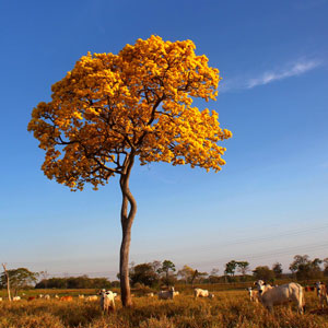 Brazil travel advice