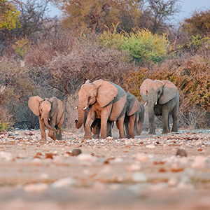Best time to visit Namibia