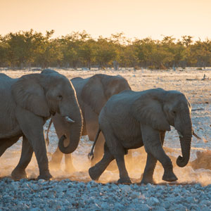 Etosha National Park, Namibia