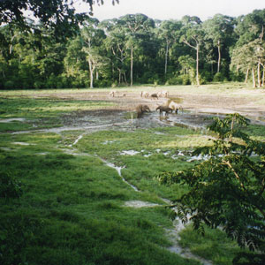 Best time to go to Central African Republic