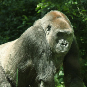 Central African Republic gorilla safari