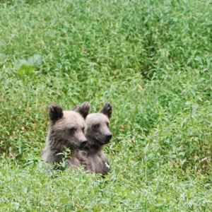 Bears in Romania 
