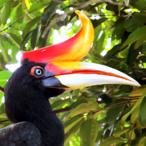 Bird watching in Sarawak