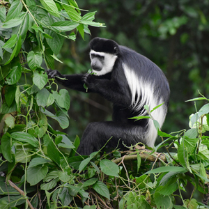 Democratic Republic of the Congo travel guide