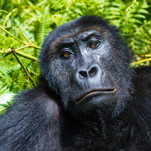 DR Congo gorilla safaris