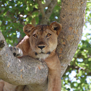 Other wildlife while on a gorilla safari