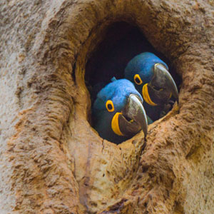 Things to do in the Pantanal