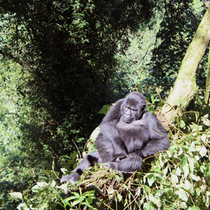 Gorilla safaris in Uganda