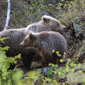 Bear watching holidays in Bulgaria