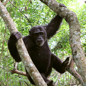 Chimpanzee tracking in Uganda
