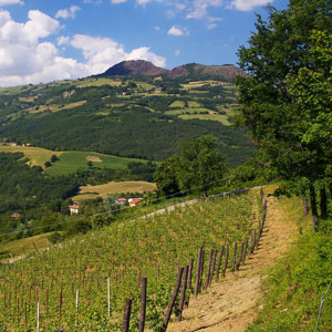Walking holidays in the Prosecco Hills