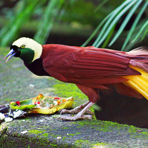 Bird watching in Papua New Guinea