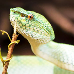 Wildlife in Sarawak 