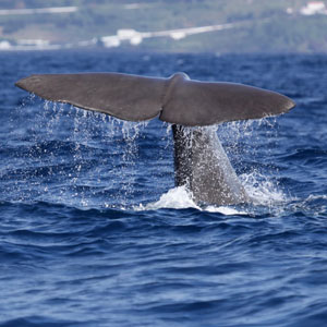 Things to see & do in the Azores