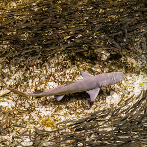 Marine conservation in the Seychelles