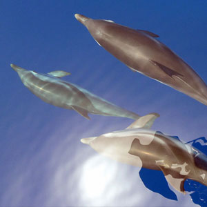 Marine conservation holidays in the Mediterranean