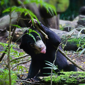 Sun bear volunteering in Borneo