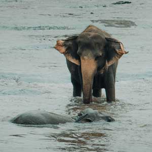 Volunteering with elephants in Thailand