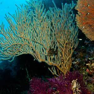 Marine conservation volunteering in Thailand