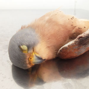 Bird hunting in Malta, the slaughter in Malta
