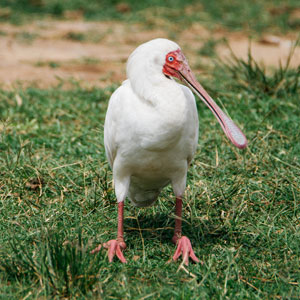 Things to see & do in Queen Elizabeth NP