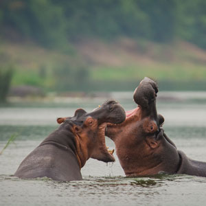 Uganda wildlife