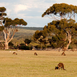 Things to see & do in South Australia