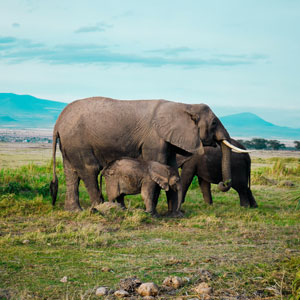 Amboseli National Park, Kenya