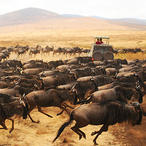Wildebeest Migration in Kenya
