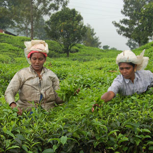 Kerala spices & tea plantations