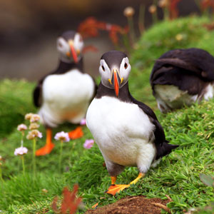 Wildlife in Scotland