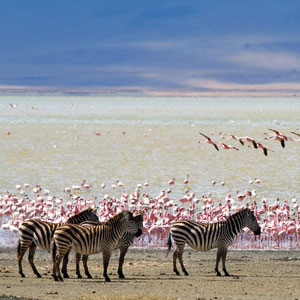 Best place to go on safari