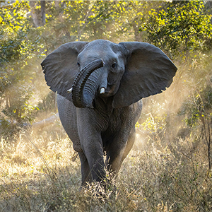 How to choose a safari