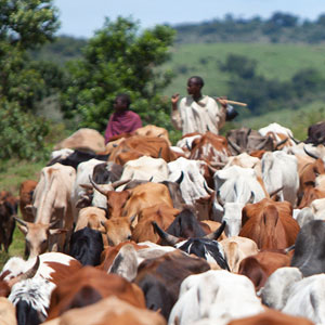 Responsible safari holidays