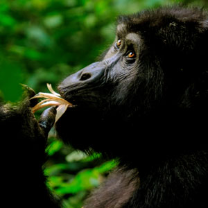 Top 10 African safari holidays