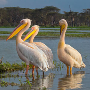 Africa bird watching holidays