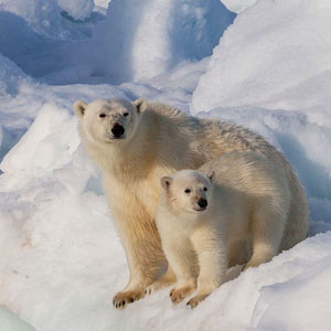 Best places to see polar bears in the Arctic